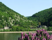 Blick auf die gegenüberliegende Rheinseite
